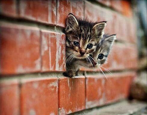 KittyCatVideo's tweet image. Double #trouble