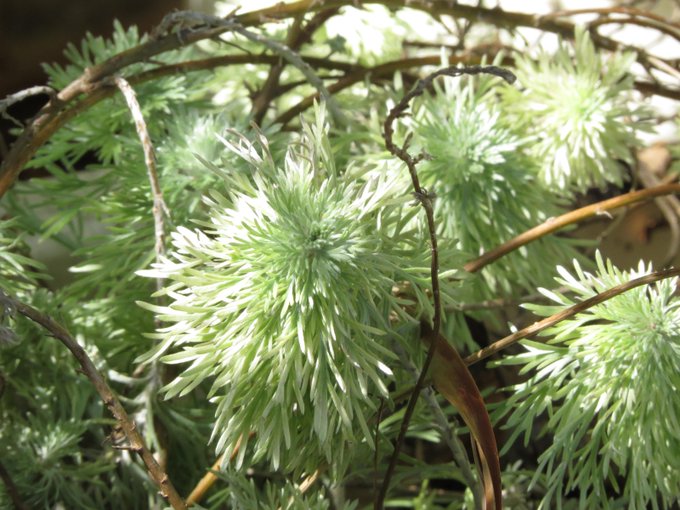 アサギリソウ 朝霧草 とは 花言葉などの特徴や育て方をご紹介 Botanica