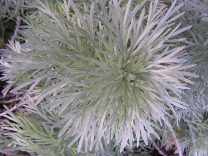 アサギリソウ 朝霧草 とは 花言葉などの特徴や育て方をご紹介 Botanica