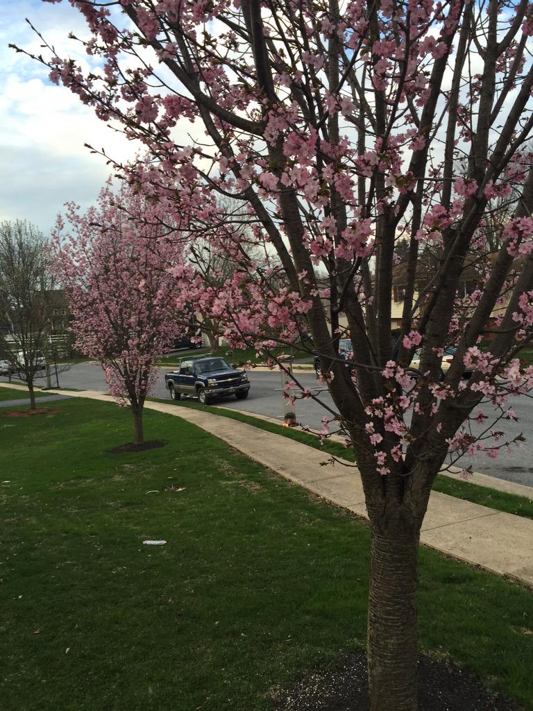 MatthewBellis82's tweet image. We've got the prettiest trees on our street! #NewHome #FirstSpring