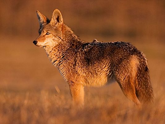 GreenvilleNews's tweet photo. Coyote population here to stay in South Carolina: http://t.co/KNN6l4XkHj http://t.co/sws29sObWH