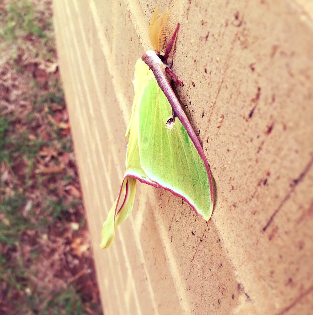 Found this beautiful Luna Moth at MNTC Today❤️ <a href="/MooreNormanTech/">Moore Norman Tech</a>