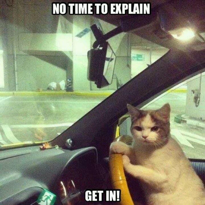 KittyCatVideo's tweet image. So #Gangsta