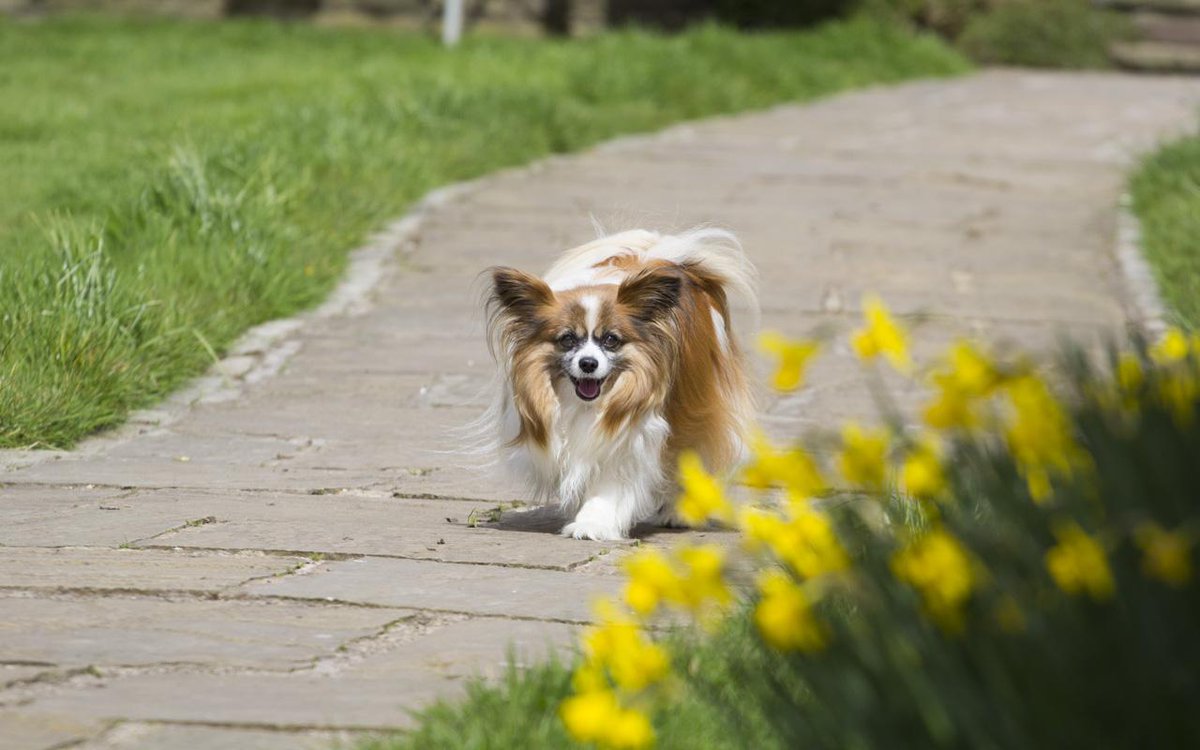 TMH_PhotoVideo's tweet image. This is Marley, and I love him very much! I think my camera loves him too!