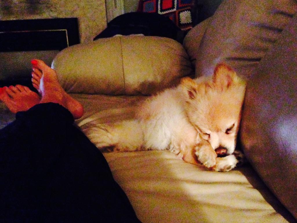 sabriinnaa1's tweet photo. Sleepy baby #Leo #pom #dogsoftwitter #hateleavinghim http://t.co/uE5GZn0pIB