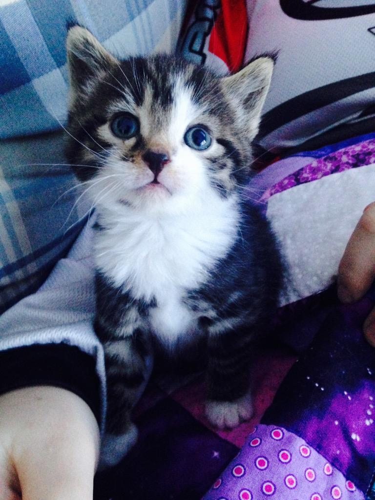 _jessicarobyn's tweet photo. 🐾💕 http://t.co/BvsPiw9lLx