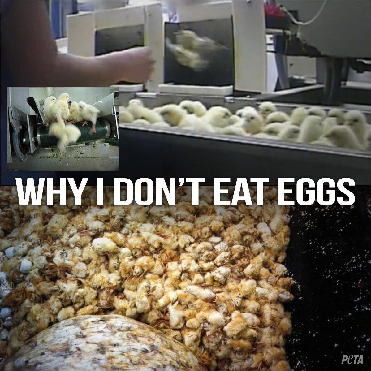 Peta Mariadiaztobar In Order 2 Get New Hens For The Industry They Have Chicks This Is What Happens To The Unwanted Males Http T Co 5ly0hnrp7c Peta Mariadiaztobar In Order 2 Get New Hens For The Industry They Have Chicks This Is What Happens To The Unwanted Males Http T Co 5ly0hnrp7c
