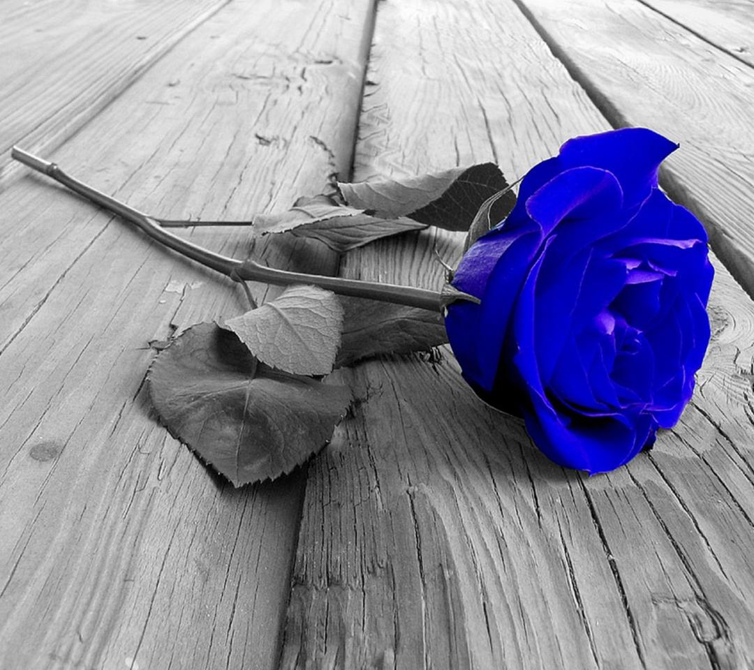 eugenienari's tweet photo. #blue @man14_14 @mariaberia30 @adauri @MarildaGodoy @MandhirSingh19 @mar_de_sirena @miho_mallace @laisinha491 http://t.co/3GFzQcFEJD
