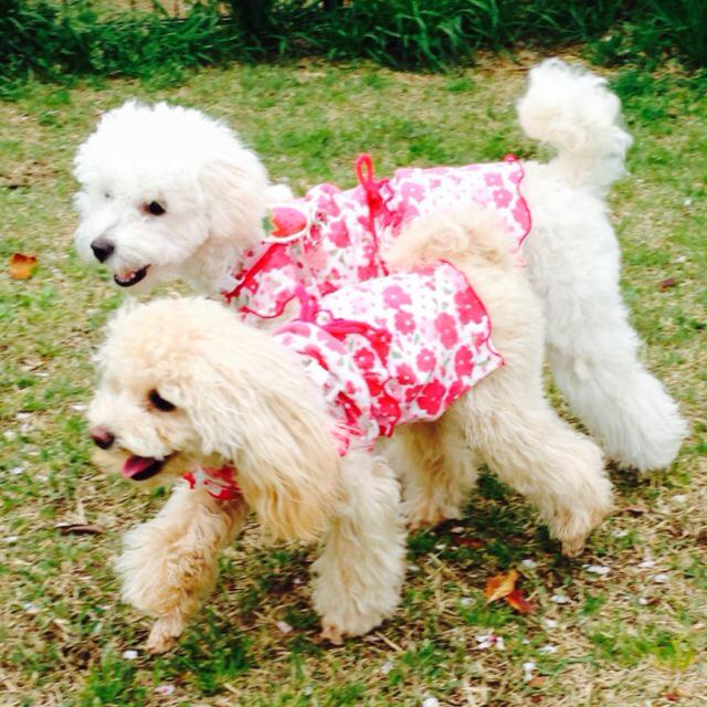 トイプードル撲滅会 Xvkic099 Twitter