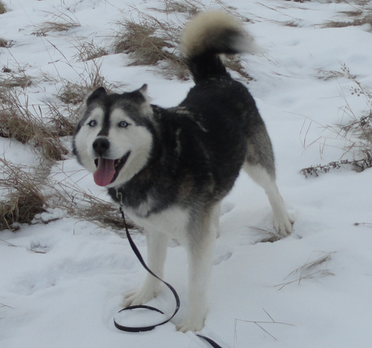BarkBuddy's tweet photo. Apache has beauty and brains! It's okay to be a little jealous... Adopt her today! http://t.co/XF1UOQbIJC http://t.co/8RCQj9gHAF