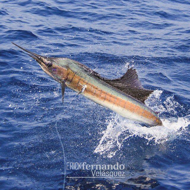 CaptHookFish's tweet photo. #sailfishing the day away at #capthookfishing in #Guatemala we love #guatemalafishing http://t.co/m8l527Tn8Z