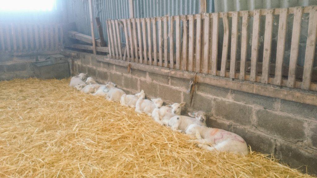 RT @kthomson159: Must be a comfy place to lie, happy lambs #lambing2015 #farm365 #farming