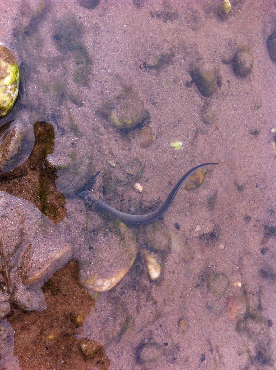 HÖP: Im Bittler wurden gestern zahlreiche Neunaugenlarven auf einer Sandbank gesichtet.