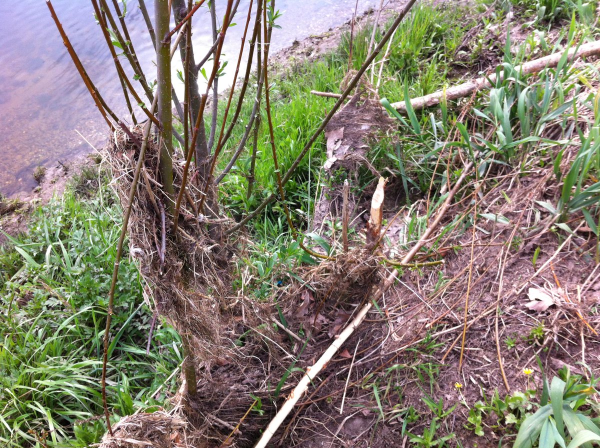 HÖP: Verdacht auf Bieberfraßspuren im Bittler.