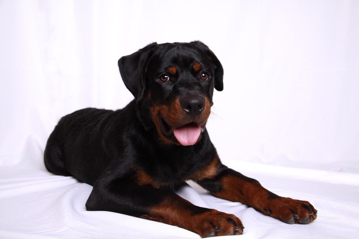 hankdoesftw's tweet photo. My mom misses me! #hankdoesftw #tcu #texas #rottweiler http://t.co/l0ReBUSco9