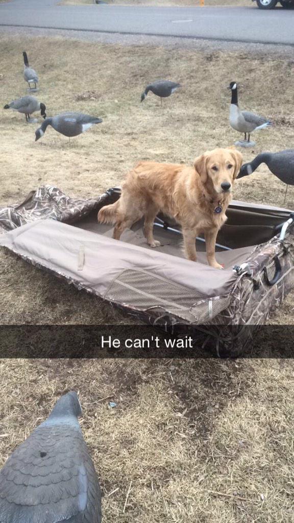 BackwoodsElite's tweet photo. Our 8 month old pup having his first season this year. So close but so far away #huntingislife #dogs #hunting http://t.co/xueNEiq5FR