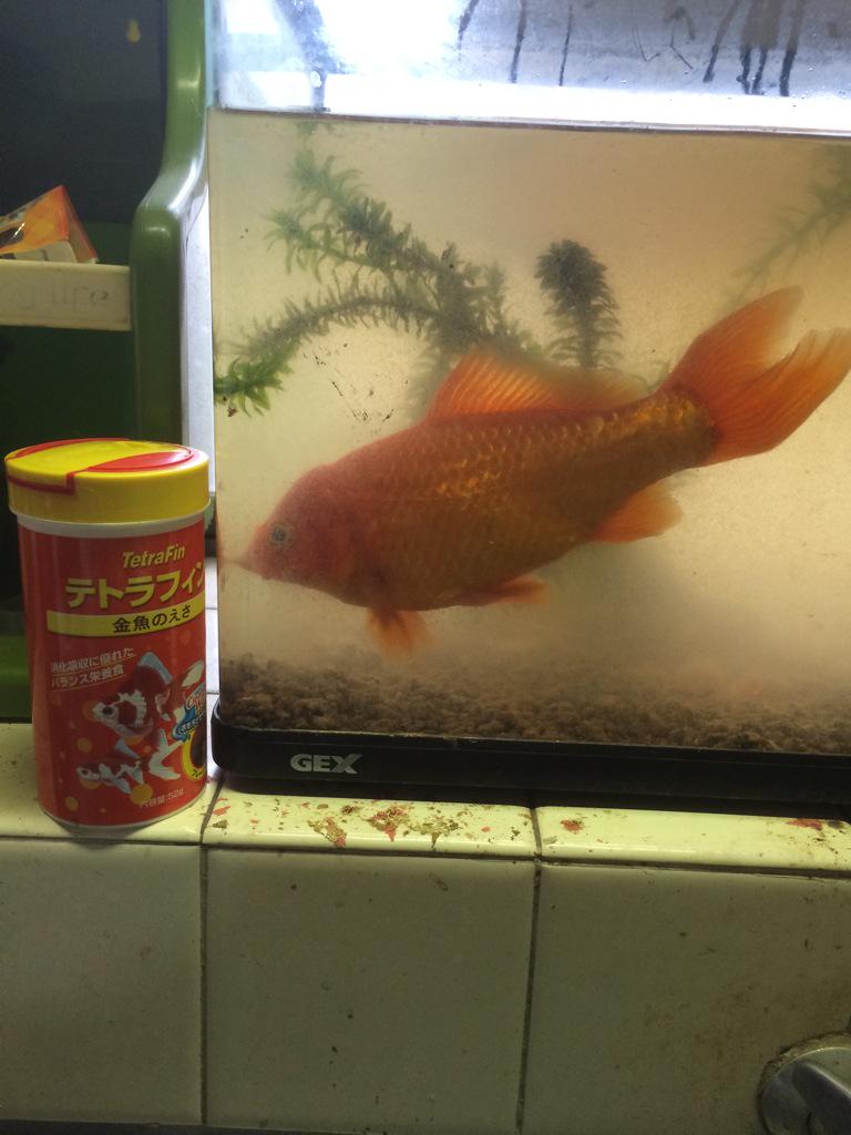 金魚すくいの金魚 Twitter Search Twitter
