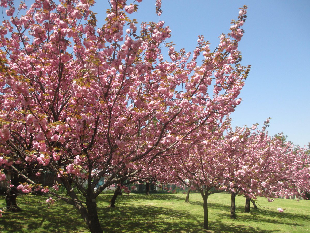 osotoweb's tweet photo. @parkykun 今週見頃の花は、八重桜！造幣局の通り抜けは終わっちゃったけど、浜寺公園では約300本の八重桜がまだまだ見頃。ちょっと穴場なので『お花見の賑やかな感じが苦手…』という方も、静かに花を楽しんでもらえると思うよ。   http://t.co/3hhHIyPtqt