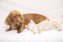 dog_love39's tweet photo. 癒されたらリツイート♡https://t.co/Fk3P2KHqIh
