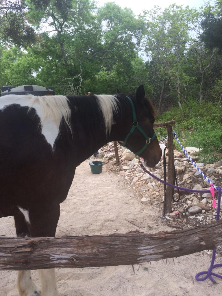CoreTponce1212's tweet photo. #speechtherapy #socialskills #summercamps #equestrian http://t.co/b2QG39QjDv