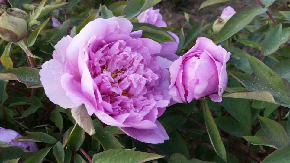 王目光a Twitter 欢迎到中国牡丹之都 菏泽 欣赏牡丹 Welcome To Heze City China Peony Capital Barackobama Http T Co 45hnsczncj 王目光a Twitter 欢迎到中国牡丹之都 菏泽 欣赏牡丹 Welcome To Heze City China Peony Capital Barackobama Http T Co 45hnsczncj