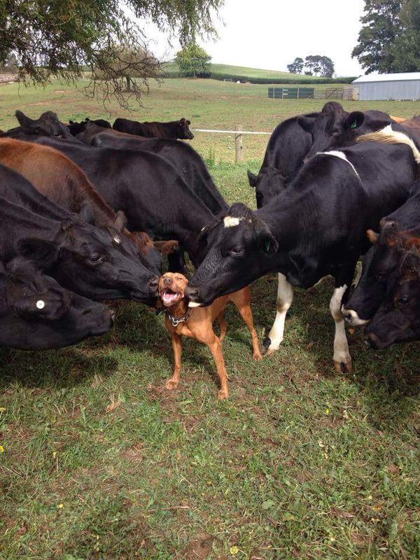 goofy animals goofy animals twitter