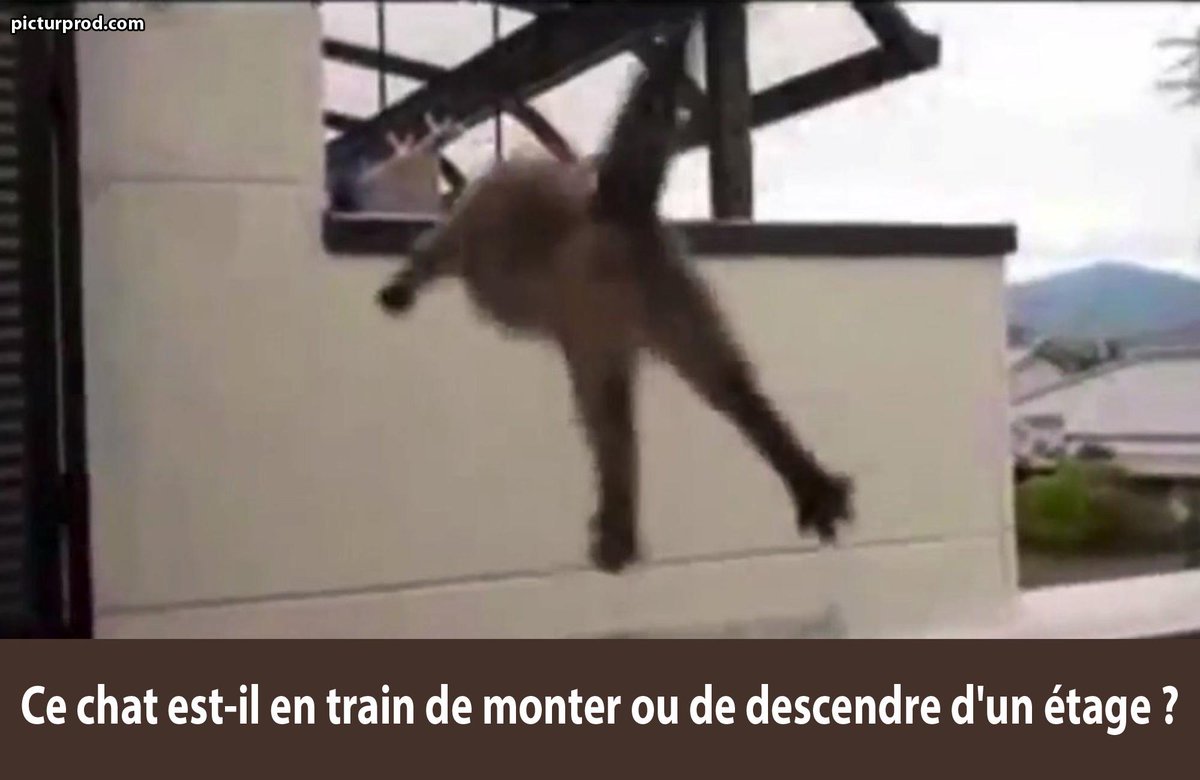 picturprodOFF's tweet photo. Ce chat est-il en train de monter ou de descendre d'un étage ? @picturprod http://t.co/VKRZIZmiMn
