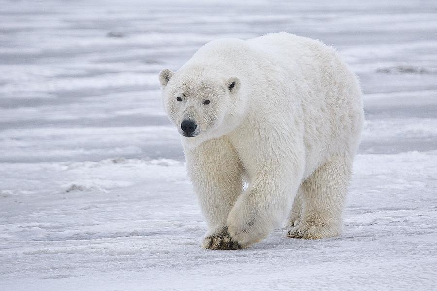 CBCNL tweet picture