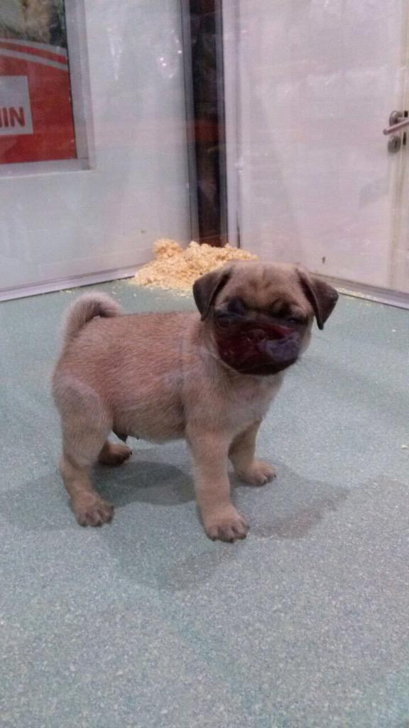 petpoint_ok's tweet image. PUG en Pet Point! Que te parece?
Veni a conocerlo! Esta en nuestra sucursal de Tortuguitas!
#FelizViernes