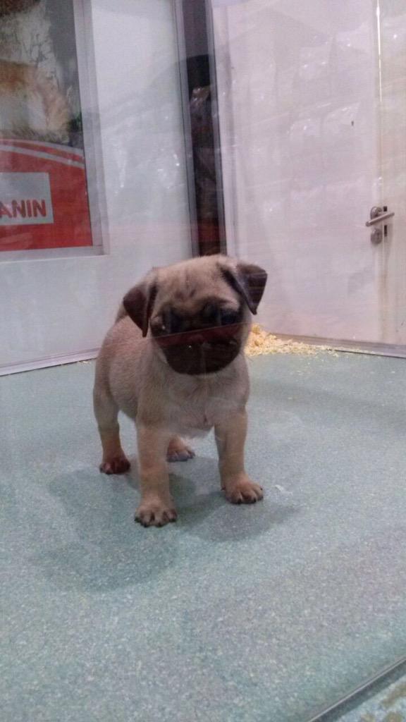 petpoint_ok's tweet image. PUG en Pet Point! Que te parece?
Veni a conocerlo! Esta en nuestra sucursal de Tortuguitas!
#FelizViernes