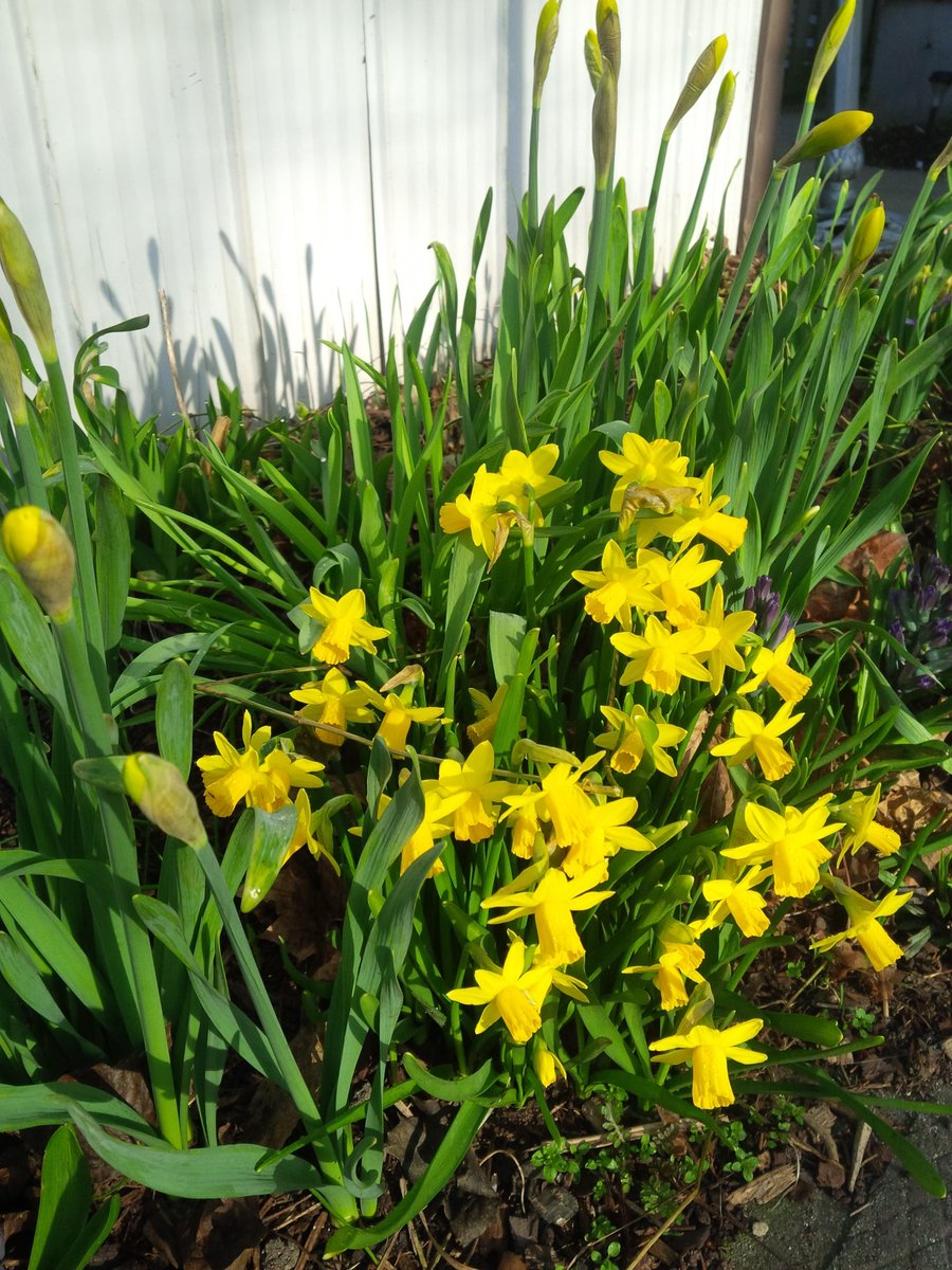 Another great day to be alive. #enjoying #springflowers on <a href="/onwestcoast/">Ontario's West Coast</a>