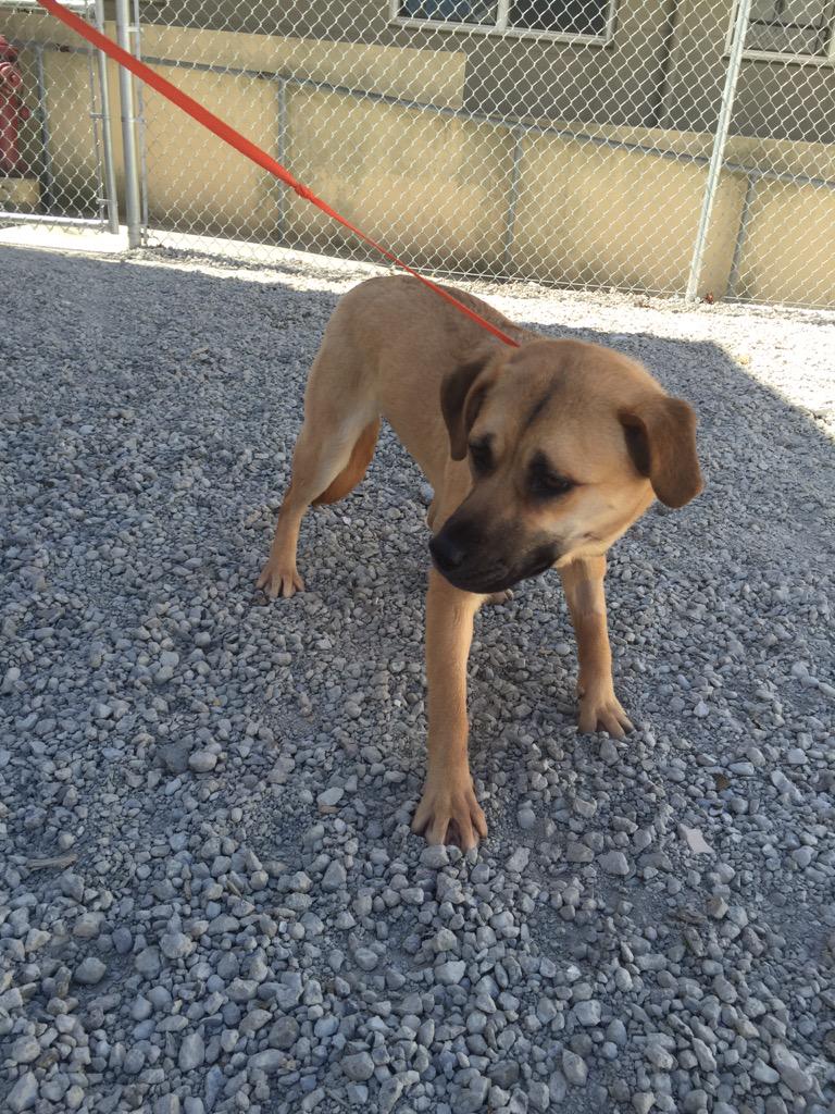 shoshannamay's tweet image. Today I met 1 of 57 dogs rescued from S Korean farm &amp;amp; rehomed in San Fran #endogmeatrade @PeterEgan6 @CFAF_org