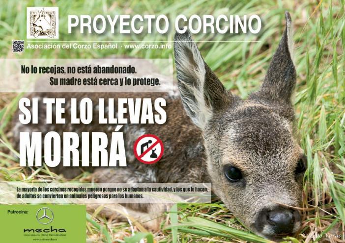 V Campaña Corcino de <a href="/ACEcorzo/">ACEcorzo</a>. Recordar que estos animales no están abandonados, su madre está cerca y lo protege.