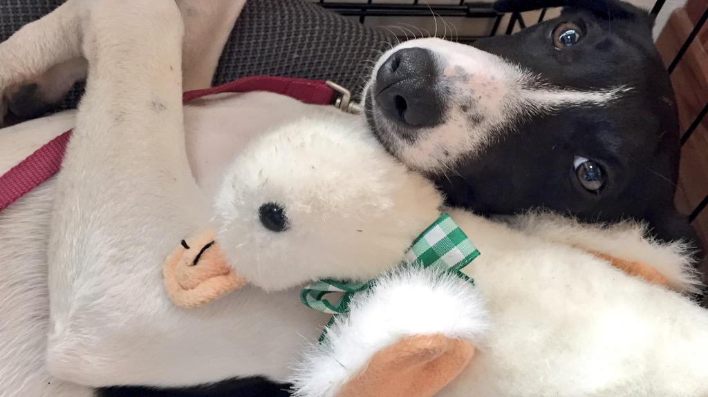wadds's tweet photo. Lola and her duck are taking Friday very seriously #KetchumSpaces http://t.co/dNxYkl7eCo