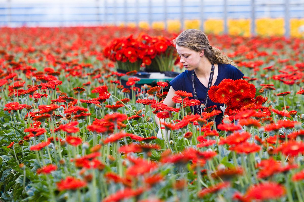 CeesMom1's tweet photo. Doordat de #Gerbera zo divers en veelzijdig is, is deze bloem een van de meest verkochte bloemen bij ons! http://t.co/XaUhR5V2ju