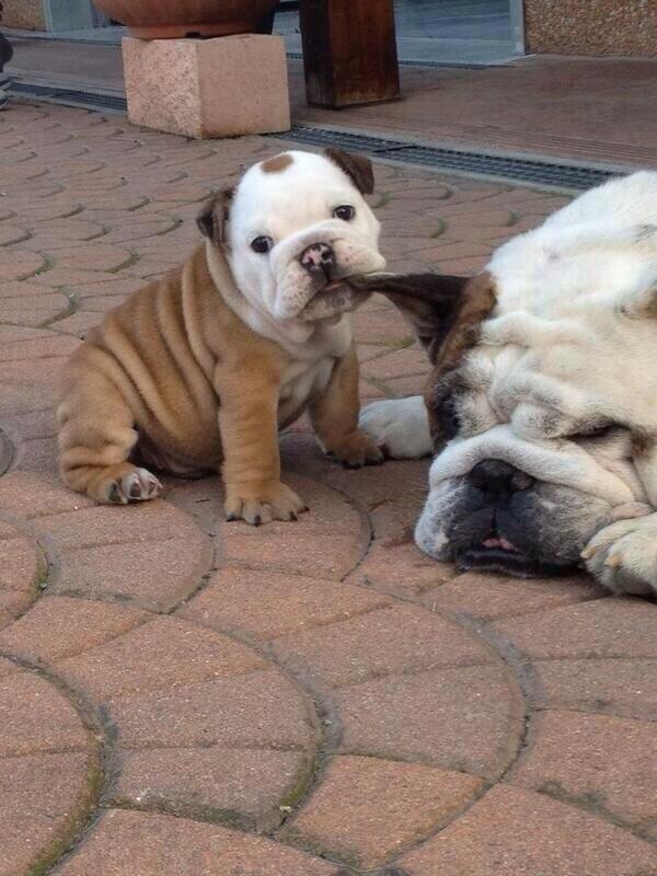 NatuPictures's tweet photo. Levántate papa. http://t.co/zFSzHfWW6h