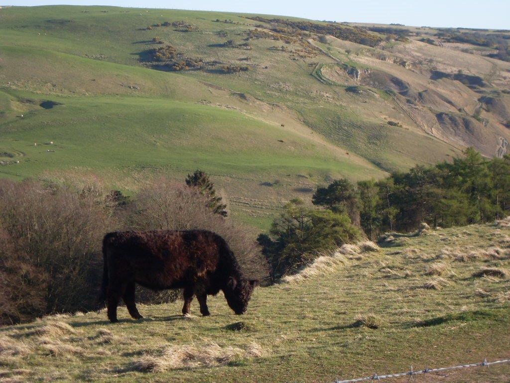 CBCAdvice's tweet photo. This is how I like my beef to be reared. #extensivegrazing #Galloway #pasturefedforlife @CleeveCommon http://t.co/mRsUxIb5Rb