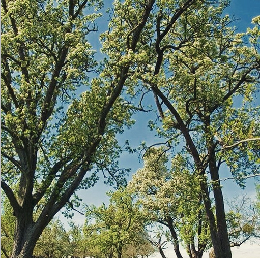 Gregg's Pit (@greggspit) on Twitter photo The #orchard will look like this again in the next few weeks. #spring #apple #pear #trees #blossom #Herefordshire The #orchard will look like this again in the next few weeks. #spring #apple #pear #trees #blossom #Herefordshire