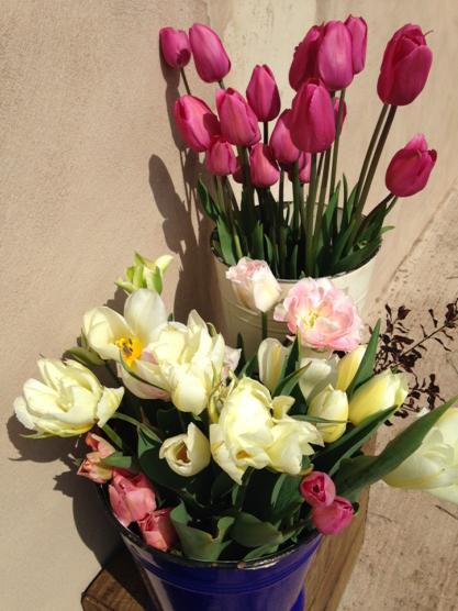 Tulips from the Blue Shed flower field bound for tomorrow's farmers market...