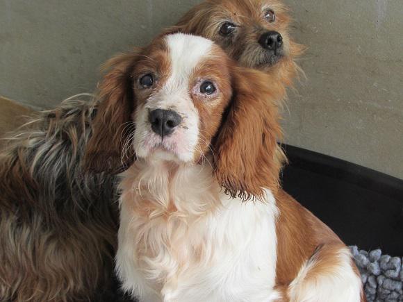 Pets_ie's tweet photo. Appalling puppy farm in Carlow shut down in "harrowing case".52 dogs have already been seized:http://t.co/lDZImnIzXb http://t.co/4wUZRCom3o