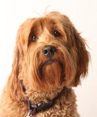 When dogs gaze at their owners, there's a spike in their oxytocin levels. nyti.ms/1EN6ckF