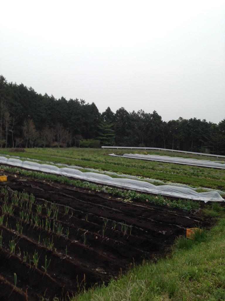 chihiro276's tweet photo. 以前、畑で働いてた時の先輩が
独立してやってる畑を見に来ました(*^^*)
静岡の富士宮にあるASOBI CULTUREです♡ http://t.co/HoCAGxYuFf