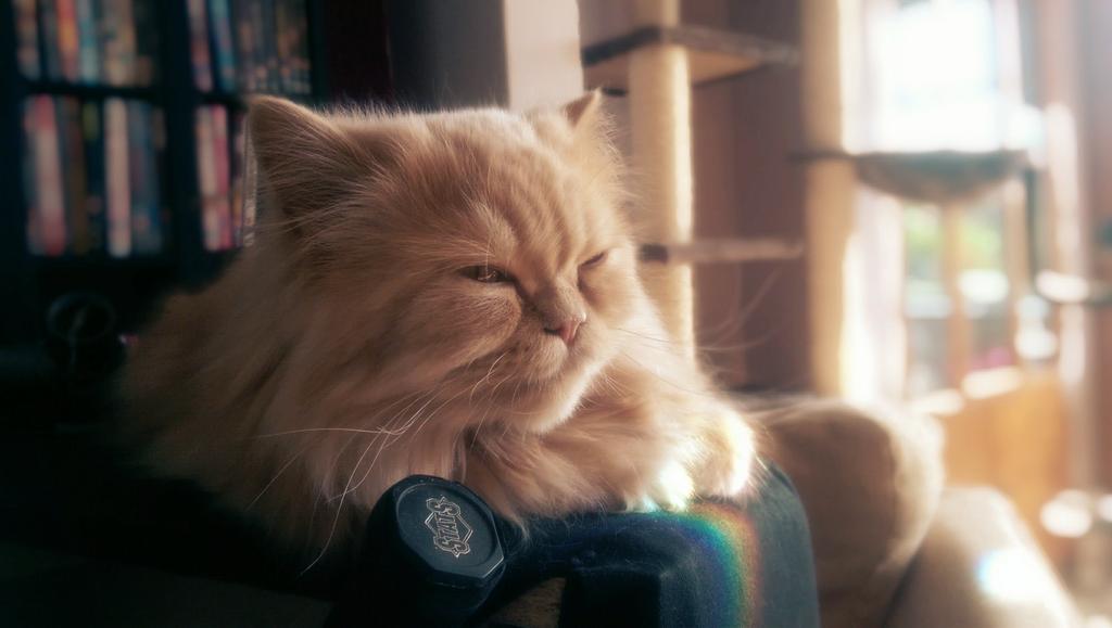 mr_protozoa's tweet image. #O2HappyCat @O2  this is one smug kitteh! :D