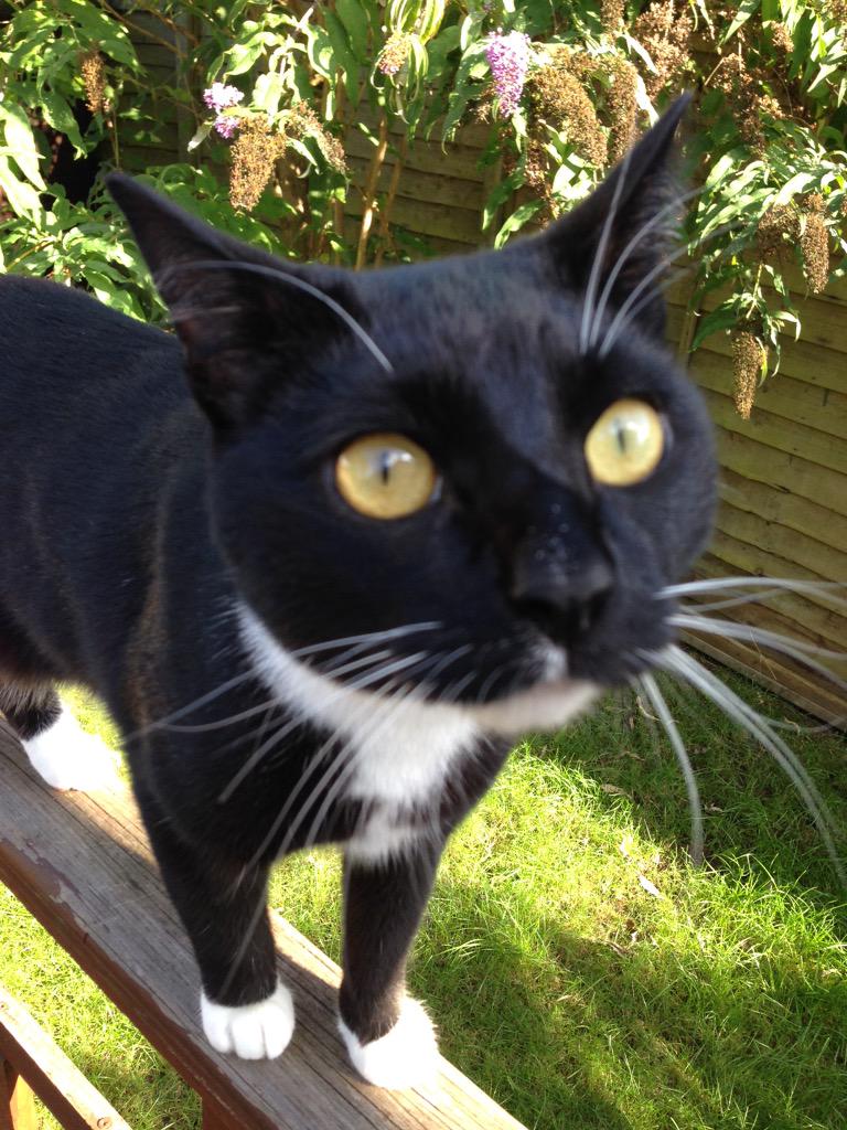 fordstartweets's tweet image. @O2 #O2HappyCat look at my purrrrrrfect kitty @frankieVtweets he's got more followers than me!! 🐾🐾🐾🐾🐟