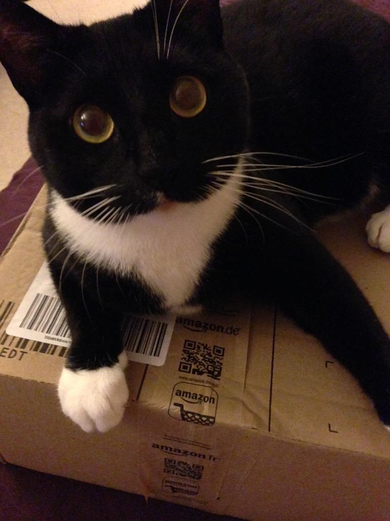 fordstartweets's tweet image. @O2 #O2HappyCat look at my purrrrrrfect kitty @frankieVtweets he's got more followers than me!! 🐾🐾🐾🐾🐟