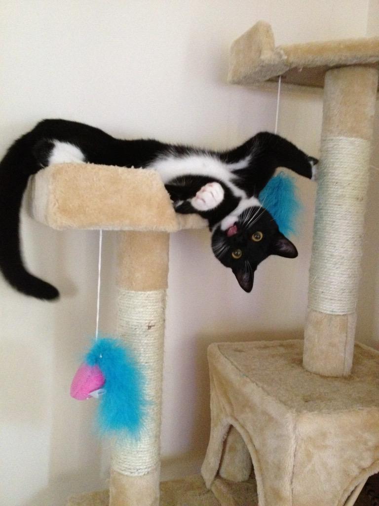 fordstartweets's tweet image. @O2 #O2HappyCat look at my purrrrrrfect kitty @frankieVtweets he's got more followers than me!! 🐾🐾🐾🐾🐟