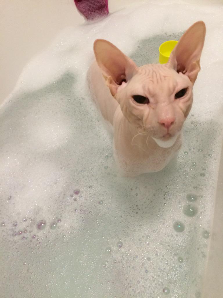 __Gen_X_byrd__'s tweet image. #O2HappyCat