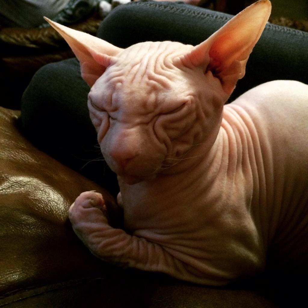 __Gen_X_byrd__'s tweet image. #O2HappyCat