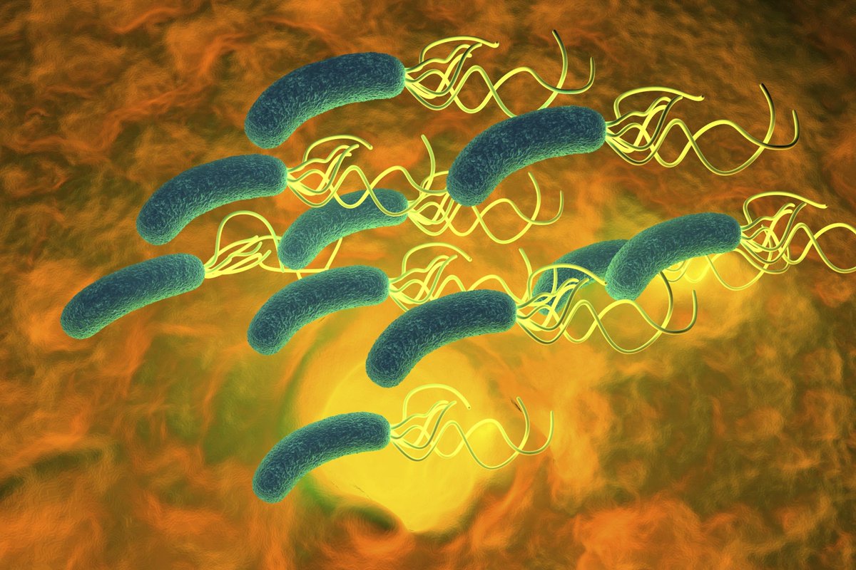 rigotordoc's tweet photo. Desarrollan protocolo más efectivo para atacar la “Helicobacter pylori” | Por: @linternista http://t.co/zQc1HoYZ3J http://t.co/9KPvECEz0J