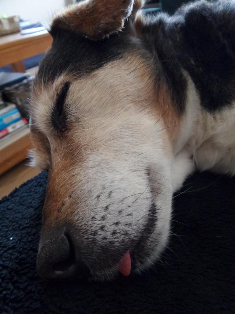 heydehond's tweet photo. Ha ha heel leuk hoor vrouwtje. Een foto maken als ik lig te slapen op de bank. #notfunny #grrrrrr http://t.co/qM4yrK2G77